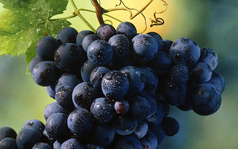 Cluster of Dark Grapes — Blue, Natural, Afternoon, Photograph, Leaf, Vine