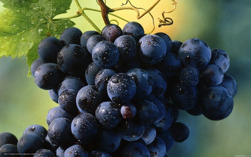 Cluster of Dark Grapes — Blue, Natural, Afternoon, Photograph