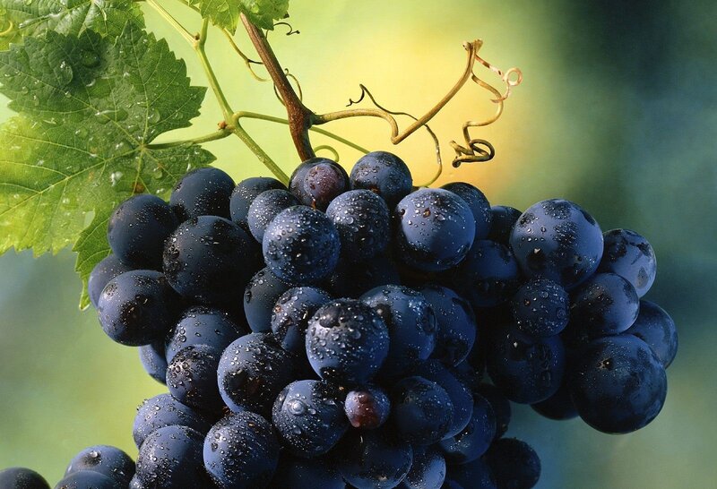 Cluster of Dark Grapes — Blue, Natural