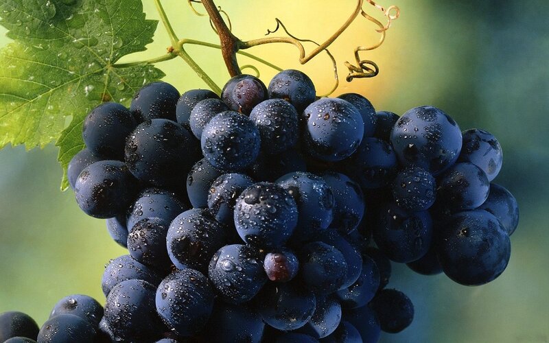 Cluster of Dark Grapes — Blue