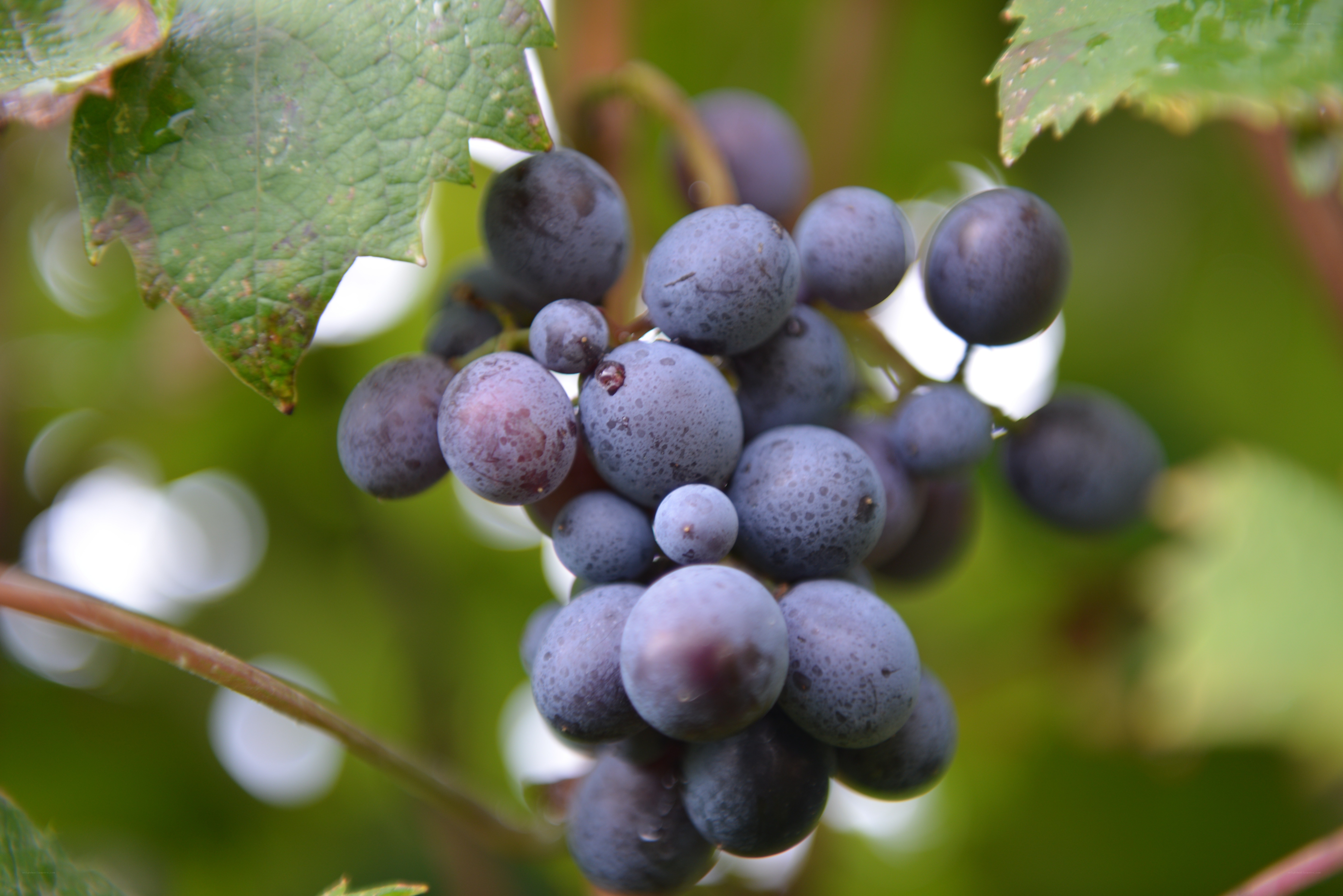 cluster of dark grapes on vine
