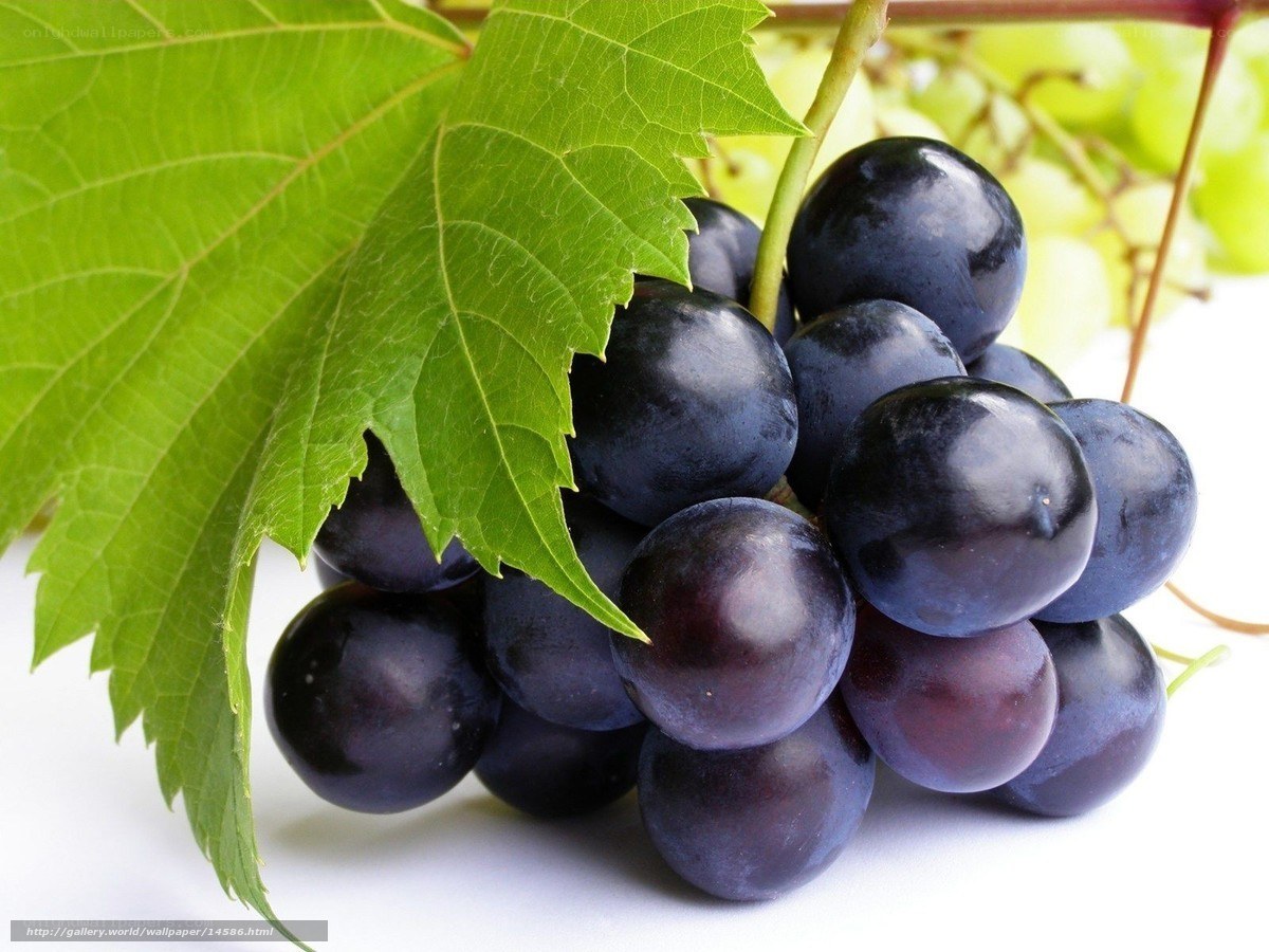 cluster of dark grapes with leaf