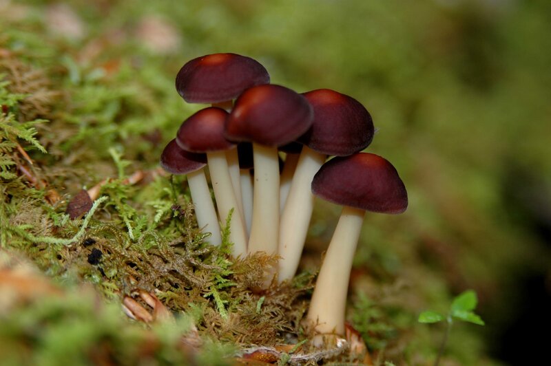cluster of dark mushrooms