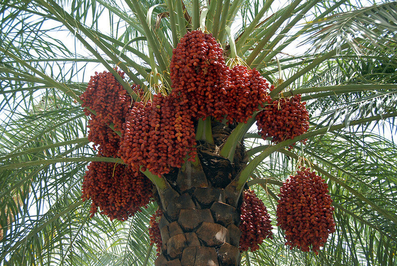Cluster of Date Fruits — Green