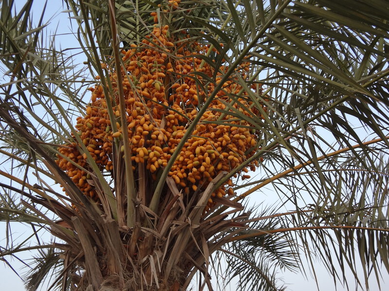 Cluster of Date Fruits