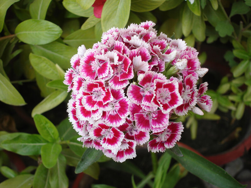 Cluster of Dianthus Flowers — Pink