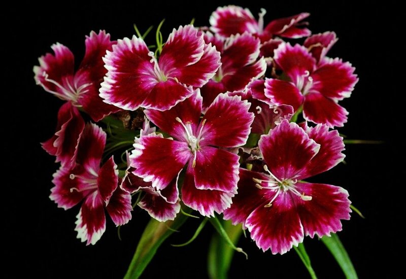 Cluster of Dianthus Flowers — Red