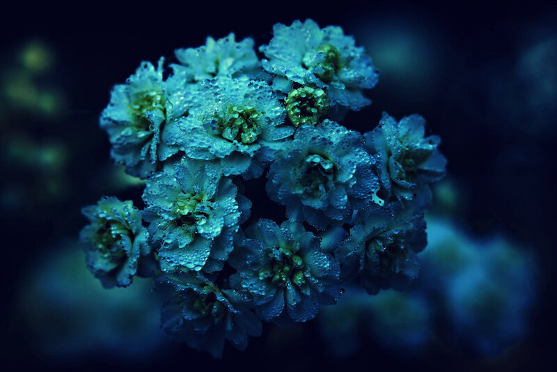 Cluster of Flowers