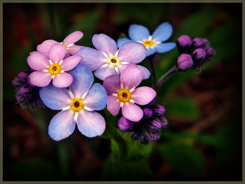 Cluster of Forget-me-not Flowers