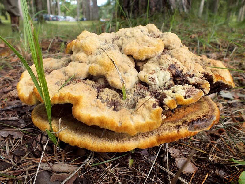 Cluster of Fungi on Forest Floor