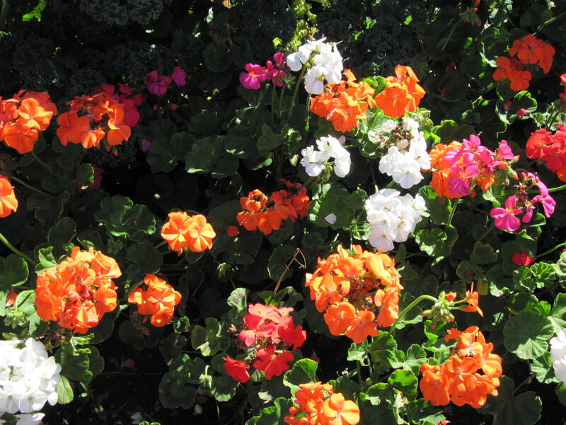 Cluster of Geranium Flowers — Orange, Bright