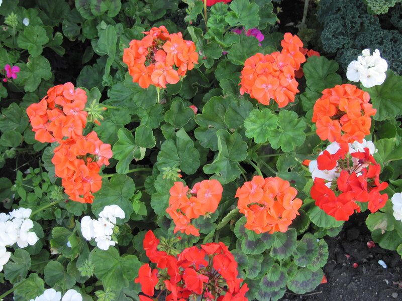 Cluster of Geranium Flowers — Orange