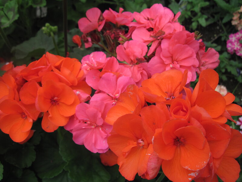Cluster of Geranium Flowers — Orange, Vibrant, Summer