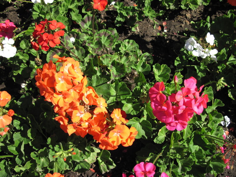 Cluster of Geranium Flowers — Orange, Vibrant
