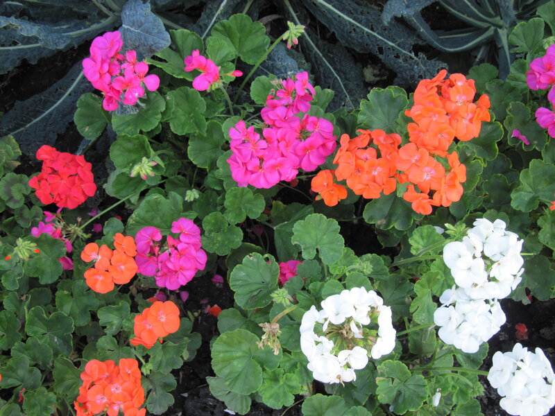 Cluster of Geranium Flowers — Pink