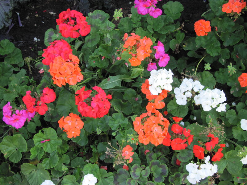 Cluster of Geranium Flowers — Red