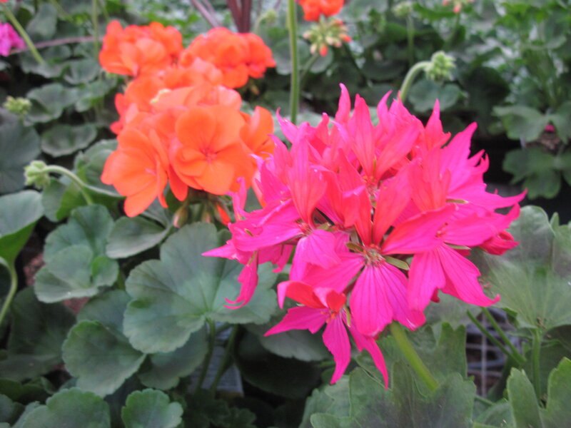 Cluster of Geranium Flowers