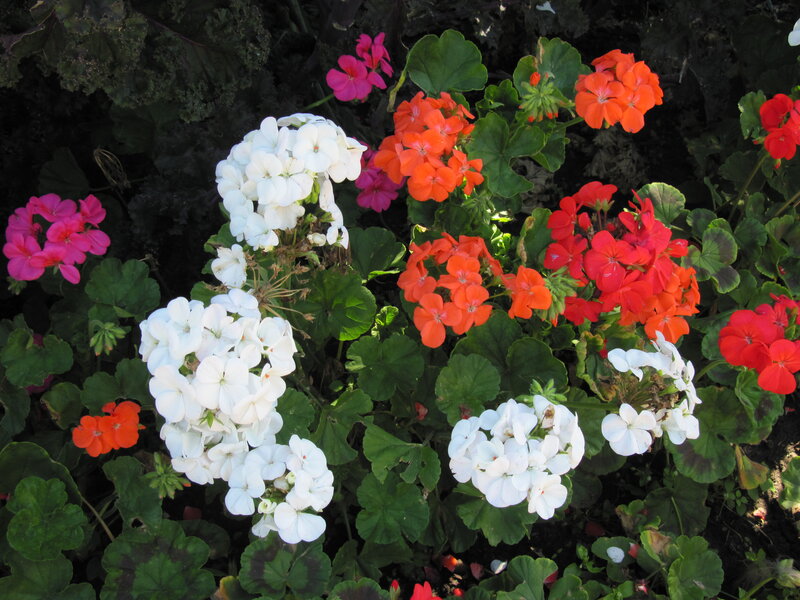 Cluster of Geranium Flowers — White