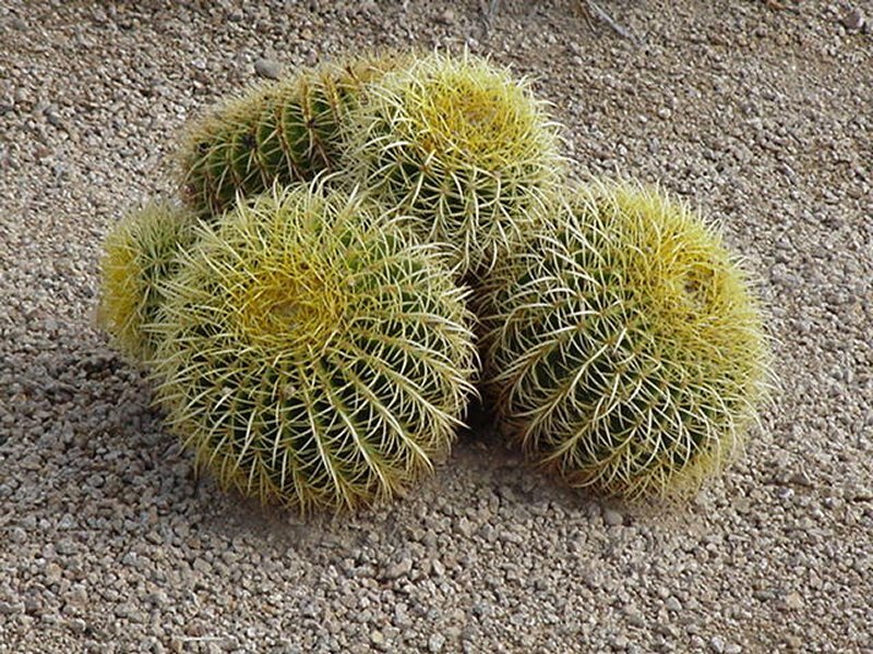 cluster of golden barrel cacti