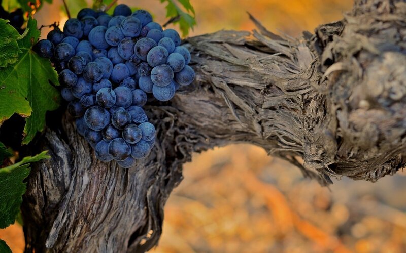 Cluster of Grapes on Vine