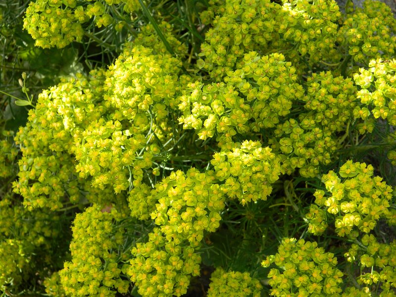 cluster of green-yellow flowers
