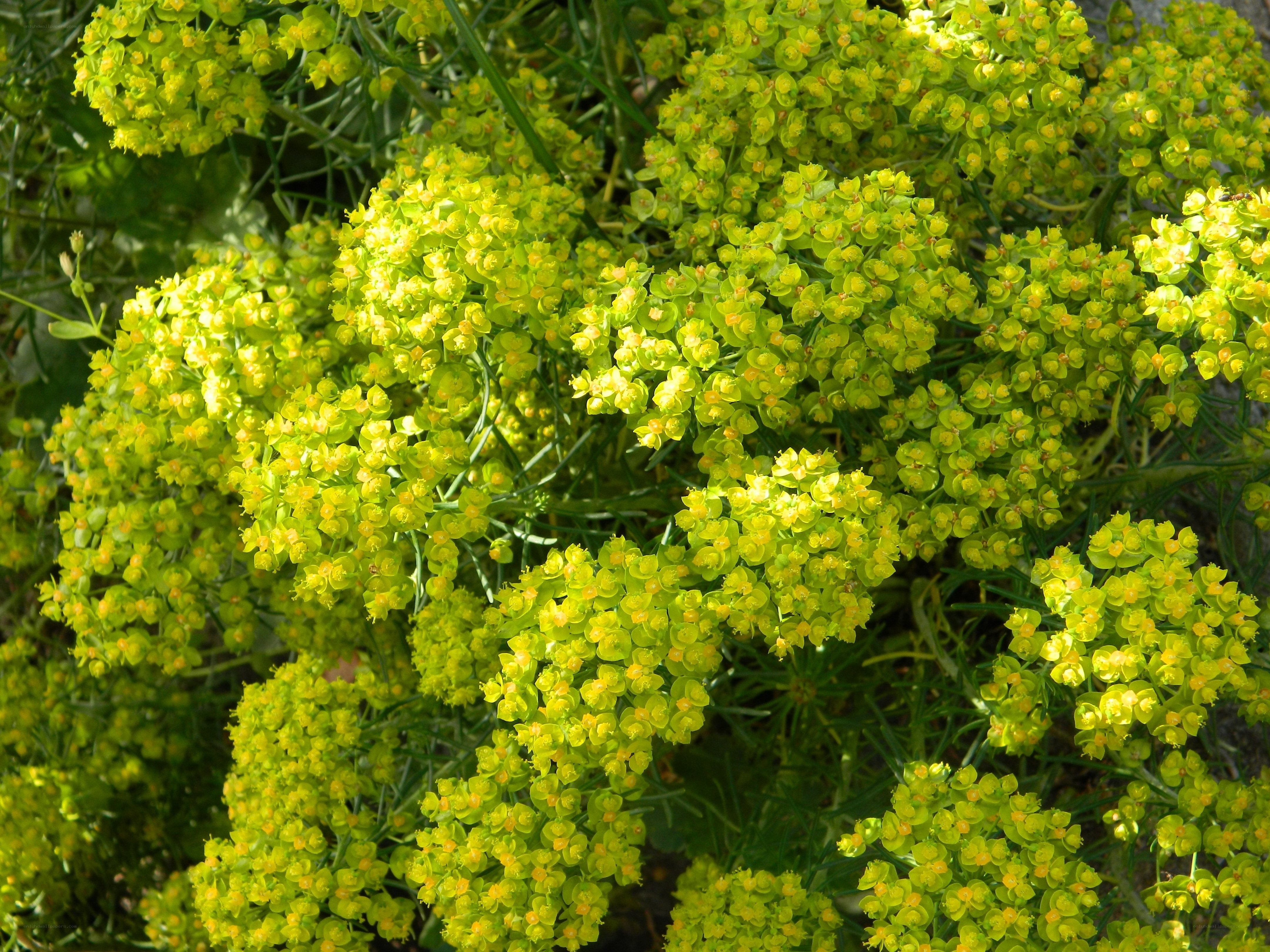 cluster of green-yellow flowers