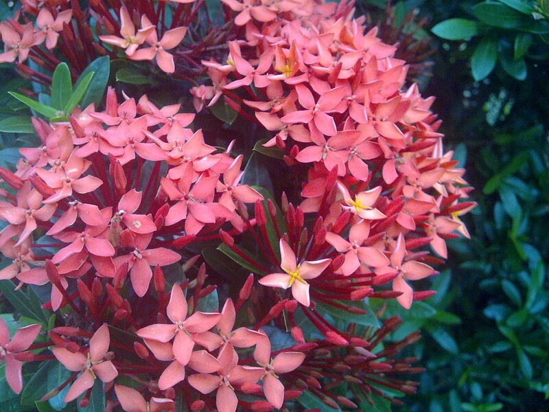 Cluster of Ixora Flowers