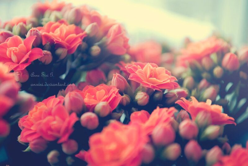 Cluster of Kalanchoe Flowers