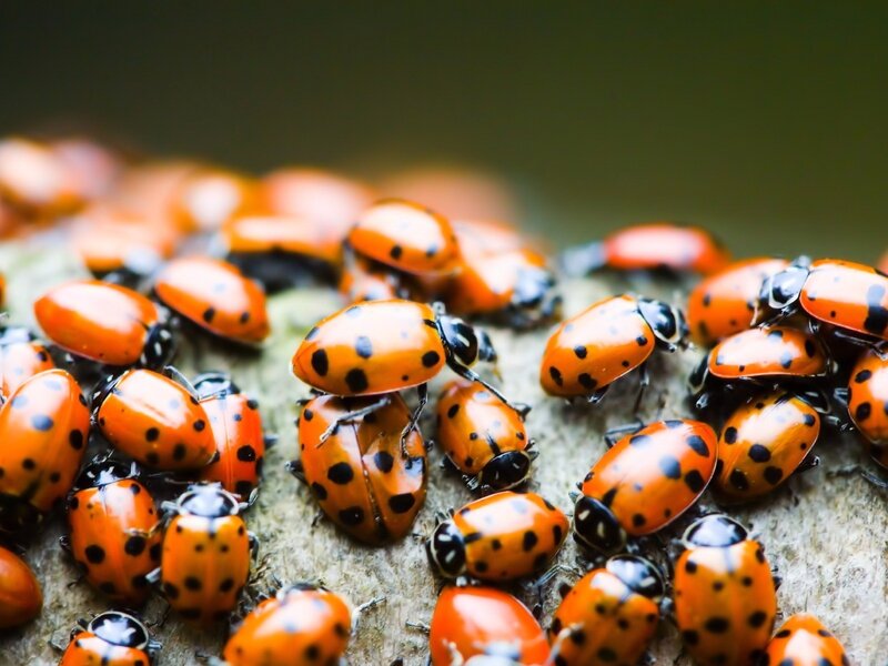cluster of ladybugs on wood