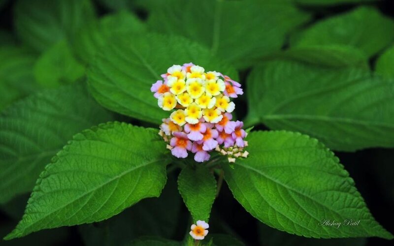 Cluster of Lantana Flowers — Green