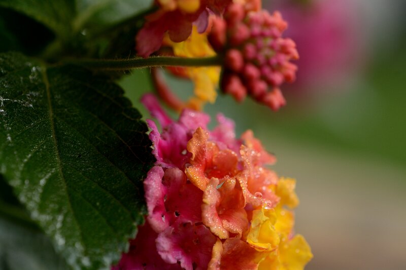 Cluster of Lantana Flowers — Pink, Calm, Morning