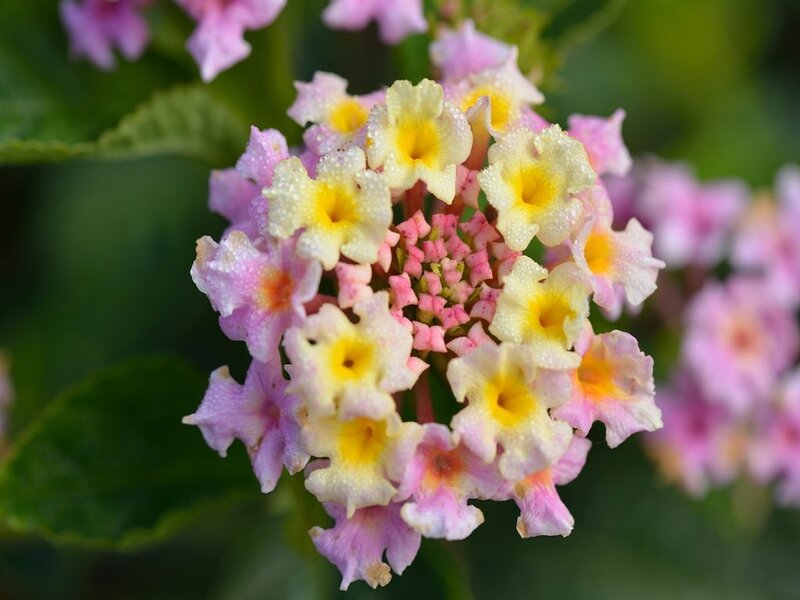 Cluster of Lantana Flowers — Pink, Calm