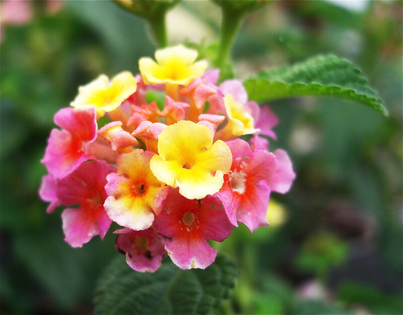 Cluster of Lantana Flowers — Pink