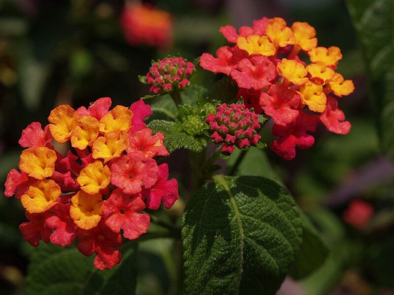 Cluster of Lantana Flowers — Red