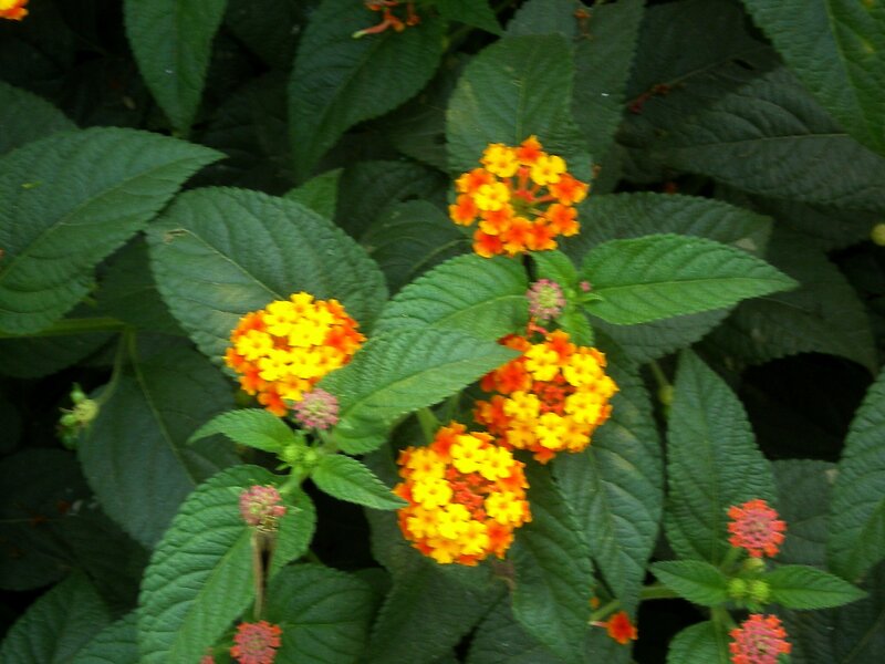 Cluster of Lantana Flowers