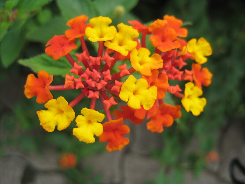 Cluster of Lantana Flowers — Yellow