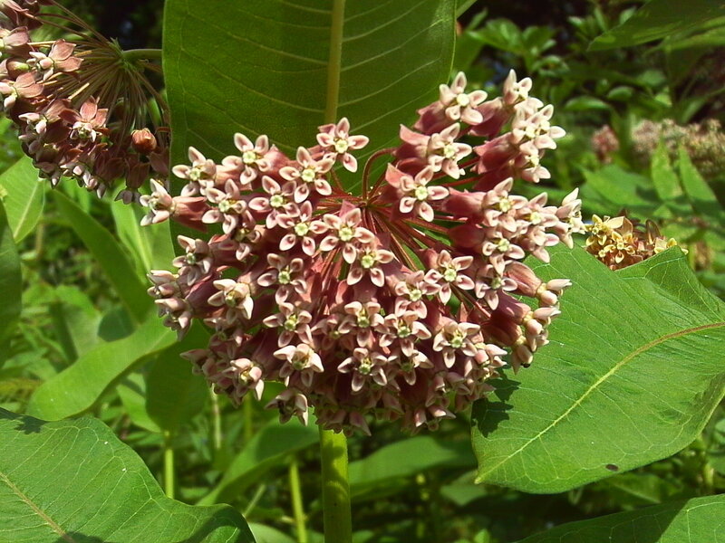 cluster of milkweed flowers