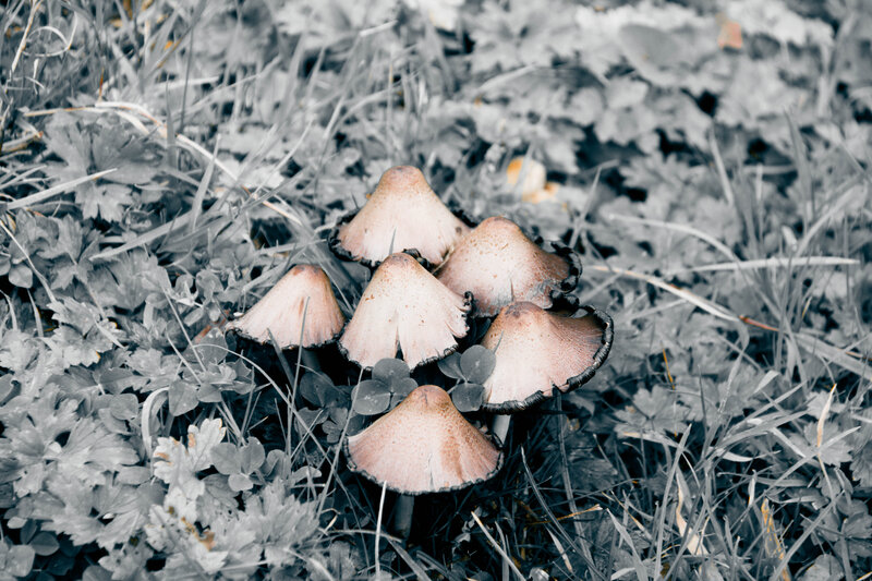 Cluster of Mushrooms — Brown, Natural, Photograph