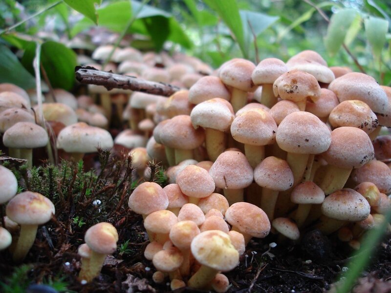 Cluster of Mushrooms — Brown, Natural, Spring