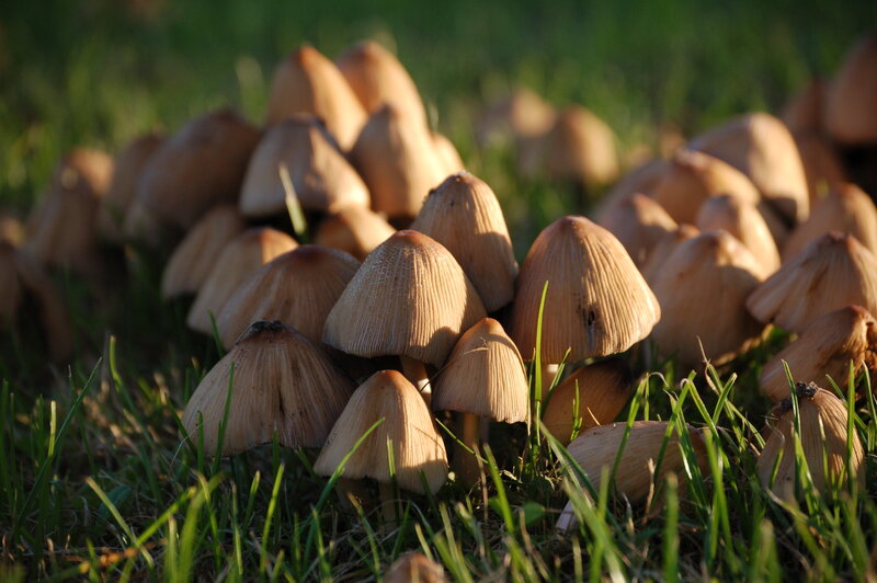 Cluster of Mushrooms — Brown, Natural, Sunset