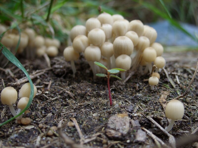 Cluster of Mushrooms — Brown, Natural