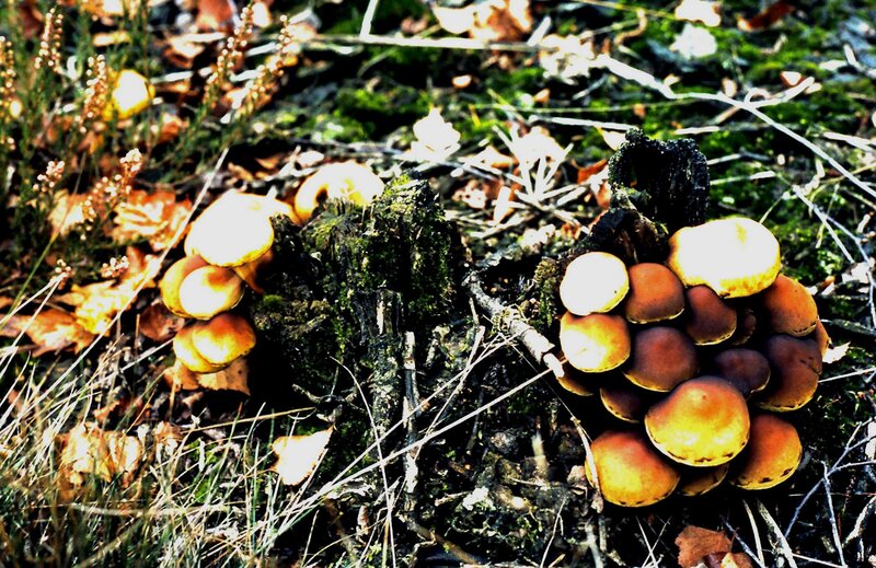 Cluster of Mushrooms — Brown