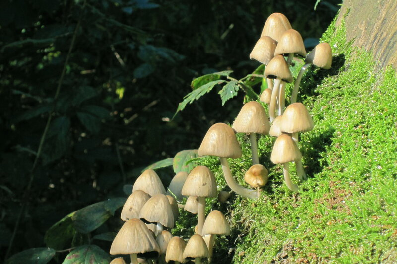 Cluster of Mushrooms — Green, Natural, Afternoon