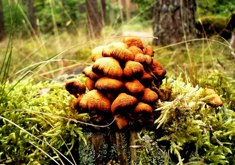 Cluster of Mushrooms — Green, Natural, Autumn, Photograph, Moss