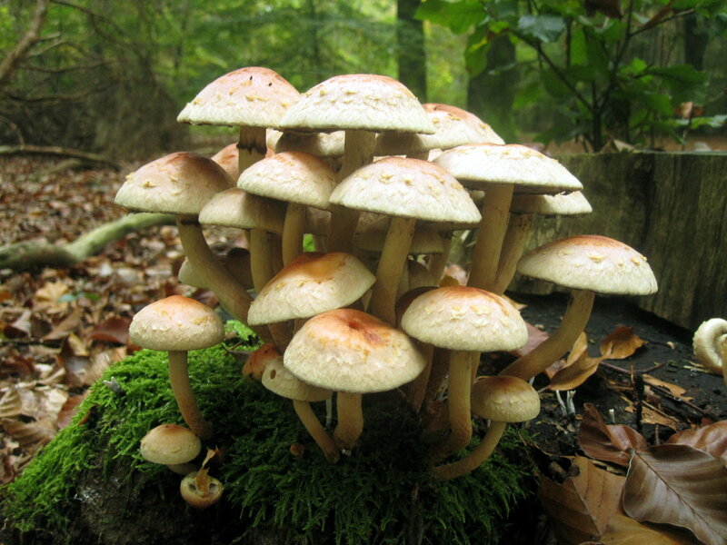 Cluster of Mushrooms — Green, Natural, Autumn