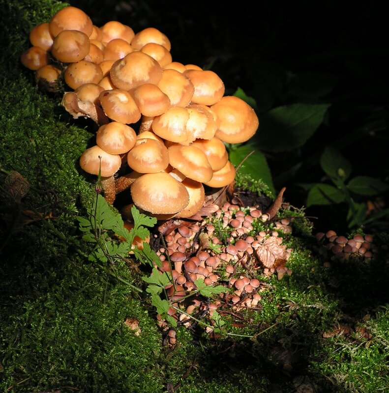 Cluster of Mushrooms — Green, Natural, Night, Photograph