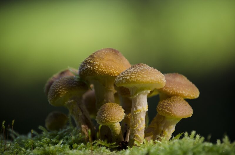 Cluster of Mushrooms — Green, Natural, Photograph