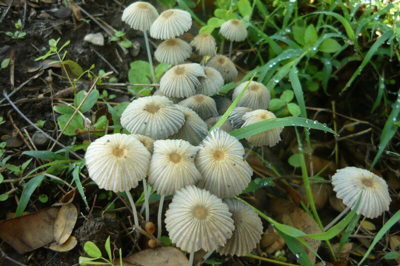 Cluster of Mushrooms — Green, Natural