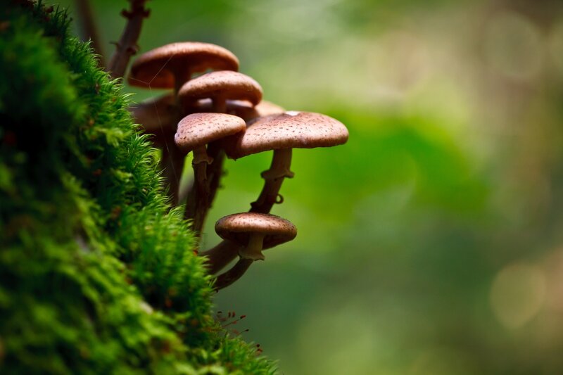 Cluster of Mushrooms — Green, Serene, Photograph