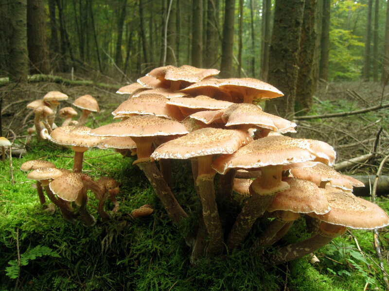Cluster of Mushrooms — Green, Serene